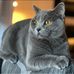 Golden State Scottish Fold  - Facebook