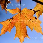 @strahanscottphotography - Instagram