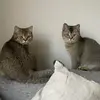 boris & flash - @scottishstraight0 - TikTok