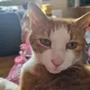 ginger queef - @scottisstraight - TikTok