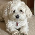 Peter Scott-Symonds - @peterscottsymonds - Instagram