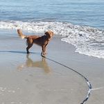 Sharon Scott Talbott-Newhall - @rubyrey_livingthe_tollerlife - Instagram