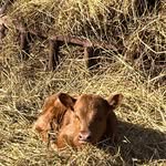 Jamie Scott Tarvin - @tarvinfarm - Instagram
