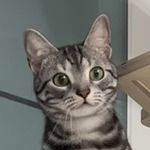 석촌 호랑이 - @scott._.tiger - Instagram