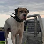Scott Tobin - @tubstobin - Instagram