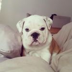 Scott O'Toole - @scottotoole1 - Instagram