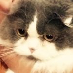 Tribble Slobodnyak - @tribble_the_scottish_fold - Instagram