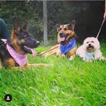 Scott, Urso, Tequila e Milly - @scott_urso_tequila_milly - Instagram