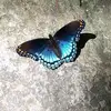 Jennifer Utterback S - @jenniferutterbackscott - TikTok