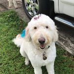 Scott Vanhoose - @bluegrass_doodle - Instagram