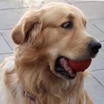 Voith  Scott - @voith__scott_goldenretriever - Instagram