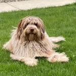 Scott Vosler - @rockyaussiedoodle2023 - Instagram