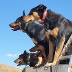Scott Warrington - @warro_and_his_dogs - Instagram