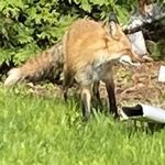Scott T Weese - @silvercougar69 - Instagram