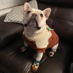Scott Whitehouse - @the_original_scottydog - Instagram