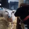 scottwhitton65 - @scottwhitton65 - TikTok