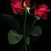 scottwillison - @scottwillison - TikTok