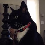 scott witkowski - @bears_otter_ - Instagram
