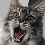 Scott Pritchard - @scottwoodbridge72 - Instagram