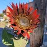 Scott Yepscott - @scottyepscott - Instagram