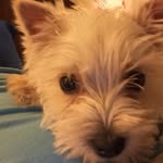 Scotty - @scottyimadog - Instagram