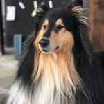scotty - @scottyowczarek - Instagram