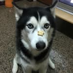 Scott Zhu - @svottzhu - Instagram