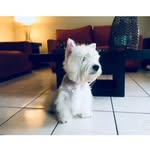 Scottie Huntington III Westie - @scottiehuntingtoniii - Instagram