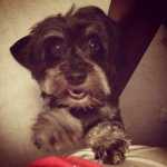 Scottie Lee - @scottie_the_havanese - Instagram