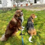 The sweet life of Scottie & Nelson - @nelsonandscottie - Instagram