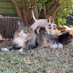 Scotty & Bailey - @foodscientistie - Instagram