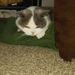 Scotty Bowman - @scottybowman54 - Instagram