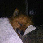 Lil Scottie - @scotty.moore - Instagram