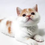 Scotty Tomcat  Graduate Somnologist - @scotty.scottishstraight - Instagram