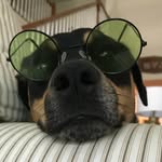 Scout Smith - @scoutsmiththedog - Instagram