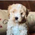 Scout Smith - @stinkythepoopy - Instagram