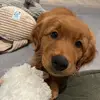 Scout Smith - @scout.thegolden - TikTok