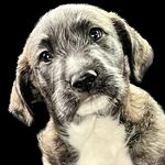 💗Scout💗 - @scout_wallace - Instagram