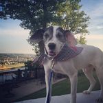 Scout Wallace - @adognamedscout - Instagram