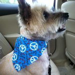 Wallace And Scout - @wallace_scout - Instagram