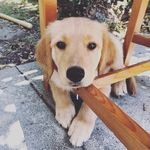 Scout Bruce Wayne Willis - @scout_bruce_wayne_willis - Instagram