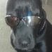 Scout Lovernotafighter Willis - Facebook