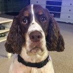 Scout Willis - @scout_thedog_willis - Instagram