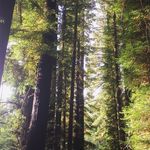 Shayne - @scoutwillis - Instagram