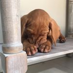 Scout Wright - @scout_tha_pastors_vizsla - Instagram