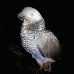 Scout Wright - @scout_africangrey - Instagram