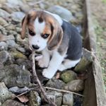 Scout Wright - @scout_wright_beagle - Instagram