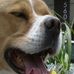McGruff Scruff - Facebook