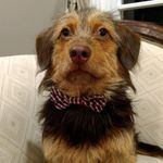 Scruff McGruff - @sgtscruffmcgruff - Instagram