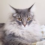 Scruff McGruff - @the.1.scruff.mcgruff - Instagram